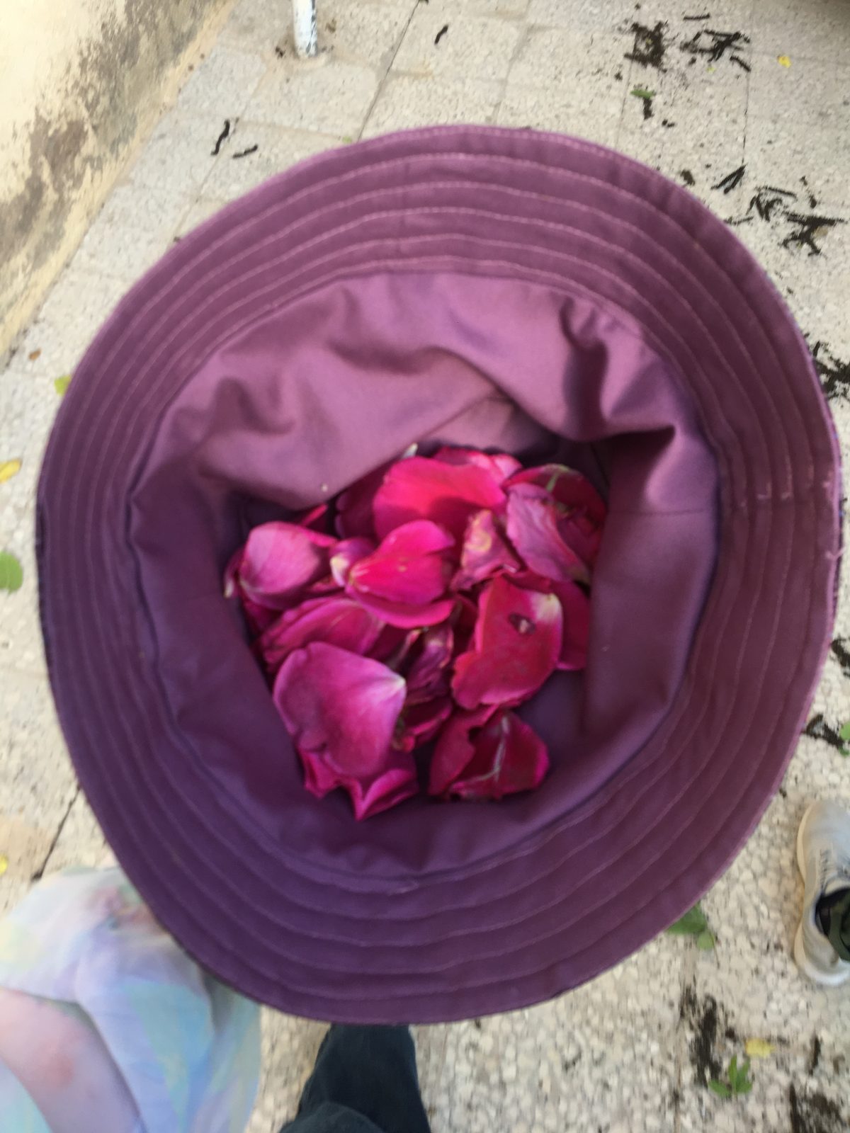 Purple bucket hat turned upside down and filled with rose petals
