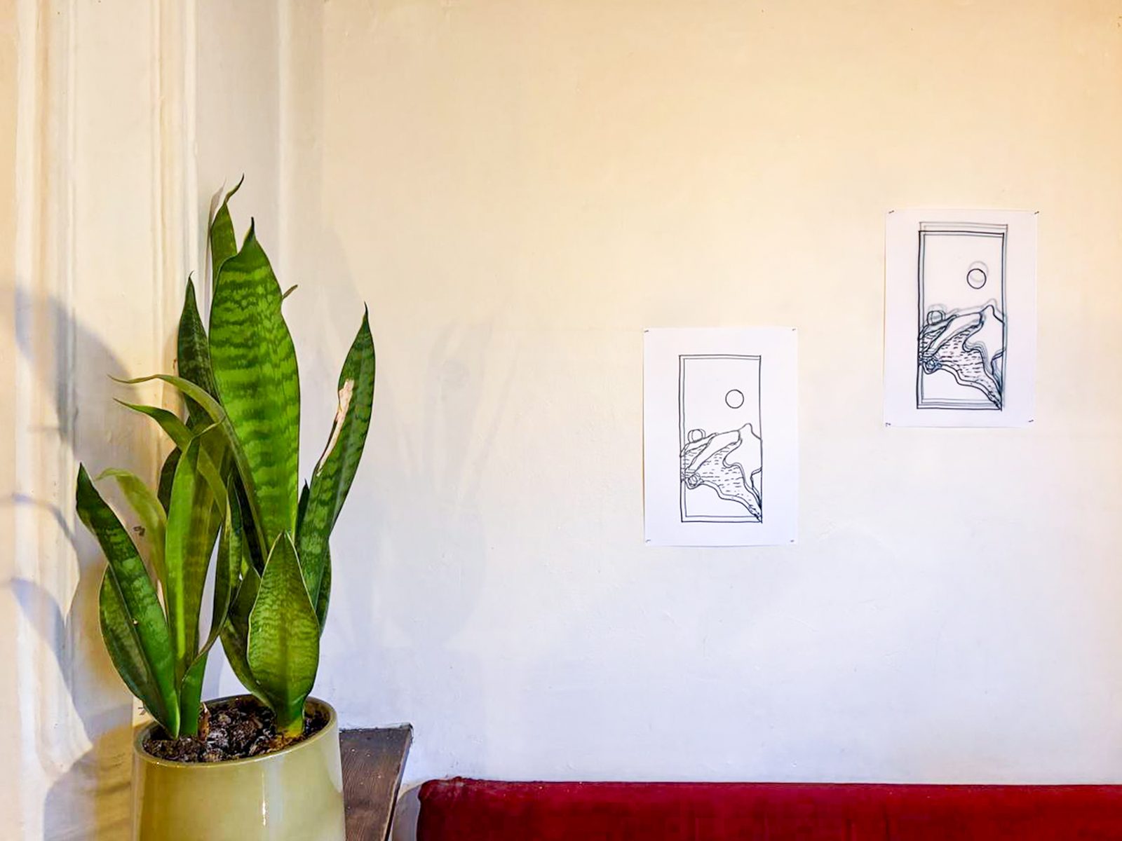 Snake plant in front of two small framed drawings